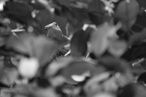 in black and white, green iguana, half hidden between tropical leaves. photo