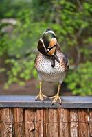 colorful hen duck stands on a fence and turns its head to the side. Bird photo
