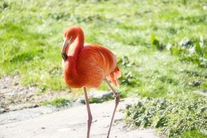 Flamingo stands in front of water and green grass. plumage photo