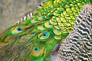 Close-up of colorful peacock feathers with shim shades of green and blue. Natural patterns, texture and exoticism in a fascinating close-up. photo