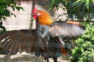Colorful rooster, with outstretched wings, surrounded by plants and shade. photo