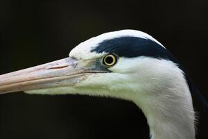 Close-up of a gray heron with sharp focus on the head and beak. Bird photo