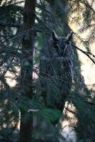 A well-camouflaged eagle owl sits between the branches of a coniferous tree. photo
