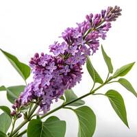 A purple flower with green leaves is shown photo