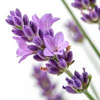 Lavender flowers on a white background photo