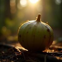 Gourd on Ground Lit by Golden Sunlight in Outdoor Setting photo
