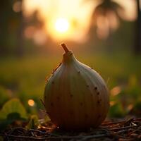 Gourd in Field at Sunset Close Up Still Life photo