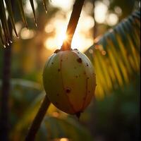 Coconut Growing on Palm Tree with Warm Sunset Light photo