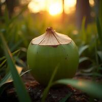 Coconut Half in Grass at Sunset with Warm Light photo