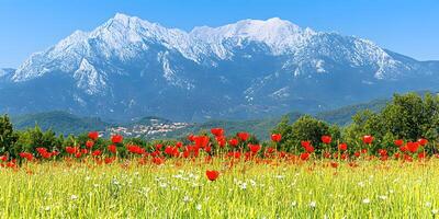 Red Tulips Meadow with Snow-capped Mountain Background photo
