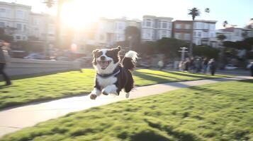 Happy Border Collie Running in San Francisco Park photo