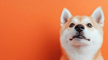 Cute Shiba Inu Puppy Dog on Orange Background photo