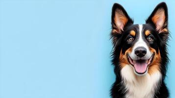 Happy Australian Shepherd Dog on Blue Background photo