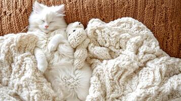 White Kitten Sleeping on Knit Blanket with Toy photo