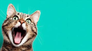 Tabby Cat with Green Eyes Wide Open Mouth on Teal Background photo