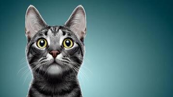 Closeup Portrait of a Grey Tabby Cat with Yellow Eyes Looking Upwards Against a Teal Background photo