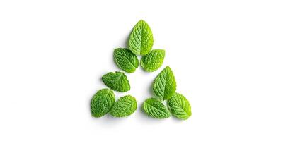 Fresh Mint Leaves Arranged in Triangle Shape on White Background photo