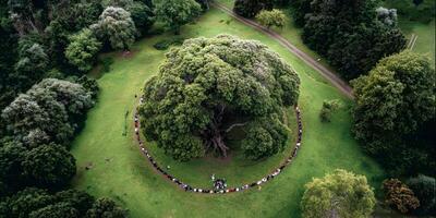 Aerial View of People Sitting Around Large Tree in Park photo