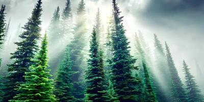 Sunbeams Through Foggy Coniferous Forest Tall Pine Trees Misty Woods photo