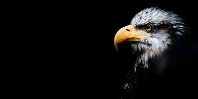 Bald Eagle Profile Dark Background Wildlife Photography photo