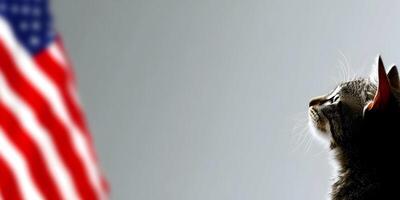 Gray Kitten Profile with Blurred American Flag Background photo