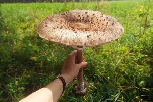big mushroom in hand - a large parasol held in hand photo