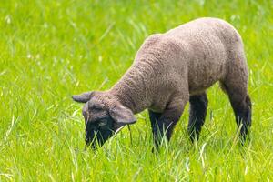 lamb in the grass - Suffolk sheep on pasture, side view photo
