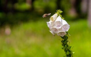white foxglove flowers with a bumblebee, in a meadow, close-up view photo
