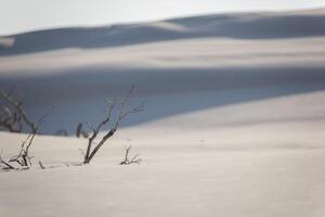 A lone skier standing in the snow with a tree photo