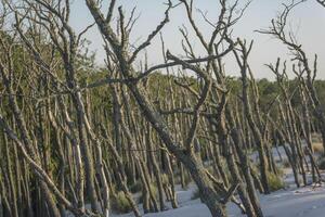 A group of dead trees in the middle of a field photo