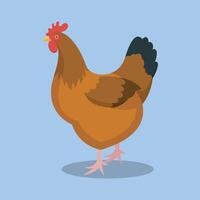 brown chicken in isolated background vector
