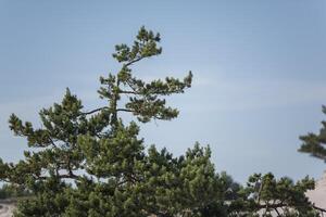 A plane flying over a tree with a bird on it photo
