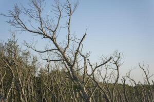 A large tree with no leaves in the middle of a field photo