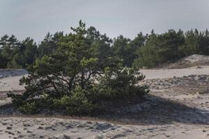 A lone tree in the middle of a sandy field photo