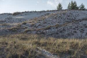 A sand dune with grass and trees on it photo