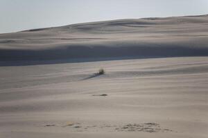 A lone tree in the middle of a desert photo