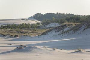 A person walking on a sandy beach with a tree in the background photo