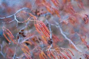 catkins red alder catkins, close up view photo