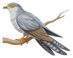 a serene watercolor of a common cuckoo with gray feathers vector