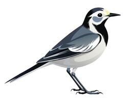 a realistic watercolor of a white wagtail with its distinctive black and white plumage vector