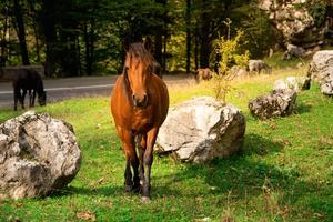 Wild Brown Horse Standing on a Meadow in the Mountains photo
