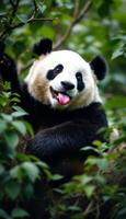 Playful Panda portrait in a dense green forest with its tongue out and mouth open photo