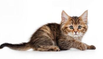 Kitten Isolated on White Background Adorable Pet Showcased in High Contrast Setup with Pure Brightness and Soft Textures, Perfect for Digital Art, Home Decor, or Design Inspiration. photo
