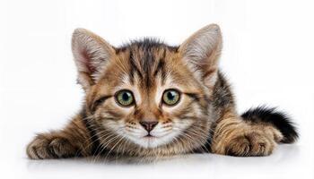 Isolated Kitten on White Background Playful Adorable Furball Striking a Pose Against a Clean Backdrop, Perfect for Digital Art, Home Decor, or Design Inspiration. photo