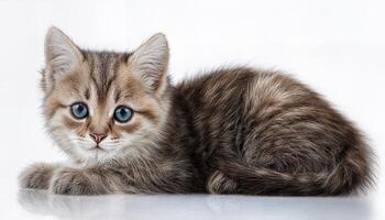 Kitten on a White Background, Playful and Innocent Feline Portrait Radiating Sweetness in Clean, Minimalist Setup, Perfect for Digital Art, Home Decor, or Design Inspiration photo