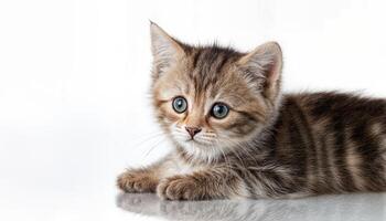 Pure White Canvas with Playful Kitten, Adorable Felinity Showcased against a Simple Backdrop, Evoking Cuteness and Tranquility photo