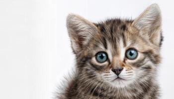 Playful White Backdrop Kitten Portrait A Cute, Curious Feline Strikes a Pose with Soft Fur and Sparkling Eyes, Perfect for Digital Art, Home Decor, or Design Inspiration. photo