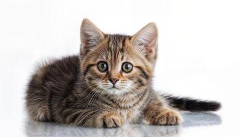 Precious Fluffball Amidst Pure White Backdrop, Playful Feline Catching the Evening Light with Soft Fur and Bright Eyes, Perfect Addition to Digital Art, Home Decor, or Design Inspiration. photo