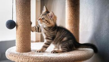 Kitten Playfully Engaging with Toy on Cat Tower Amidst a Cozy Living Space, Showcasing Soft Textures and Warm Amber Lighting, Creating a Heartwarming Scene Perfect for Digital Art, Home Decor, photo