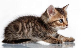 Playful Kitten Posing Sideways Against a Clean White Backdrop, Capturing its Soft Textures and Expressive Eyes in High Contrast, Perfect for Digital Art or Home Decor. photo